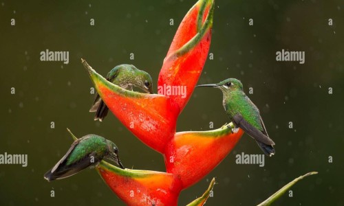 蜂蜜功效作用与主治-蜂蜜 功效网 - 网站提供枸杞蜂蜜功效小常识、蜂蜜功效作用及营养