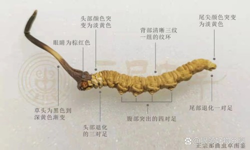 鱼腥草加蜂蜜功效-蜂蜜 功效网 - 网站提供枸杞蜂蜜功效小常识、蜂蜜功效作用及营养