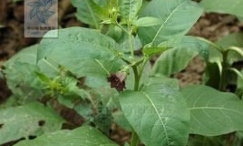 蜂蜜 功效网 - 网站提供枸杞蜂蜜功效小常识、蜂蜜功效作用及营养